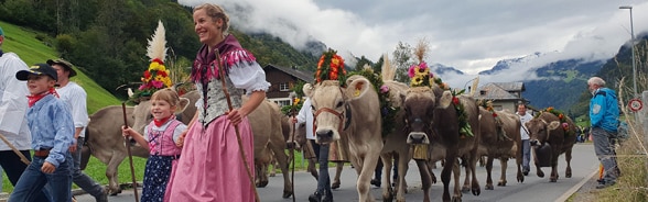 Украшенные коровы в колонне во главе с людьми в национальных костюмах.