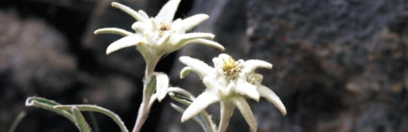 Edelweiss is a delicate alpine flower with velvety white petals.
