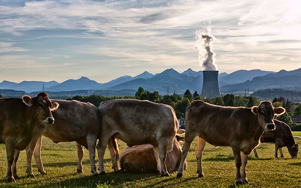 从奶牛牧场远眺阿尔卑斯连绵群峰映衬下的戈斯根核电站。