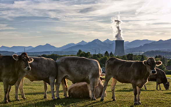 Panorama da usina nuclear Gösgen da perspectiva  de um pasto bovino com os Alpes ao fundo