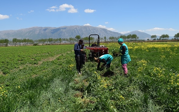 Farmers in the region of Korçë, southeastern Albania. 