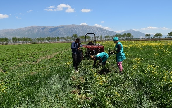 Farmers in the region of Korçë, southeastern Albania.