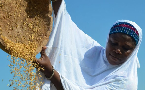 Récolte de riz au Projet d'Appui au Secteur de Développement Economique Rural (PASDER)