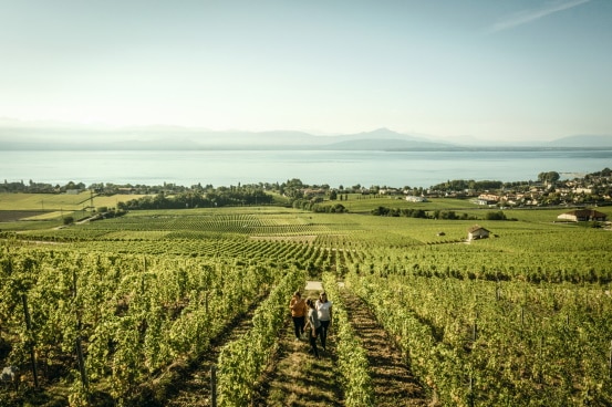 Vignoble Bougy-villars 