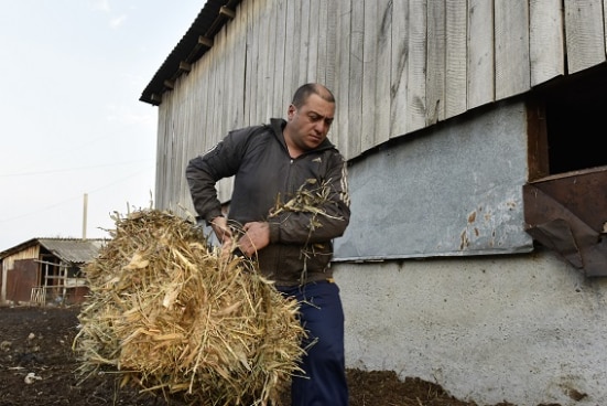 Kakha is brings hay to his cattle