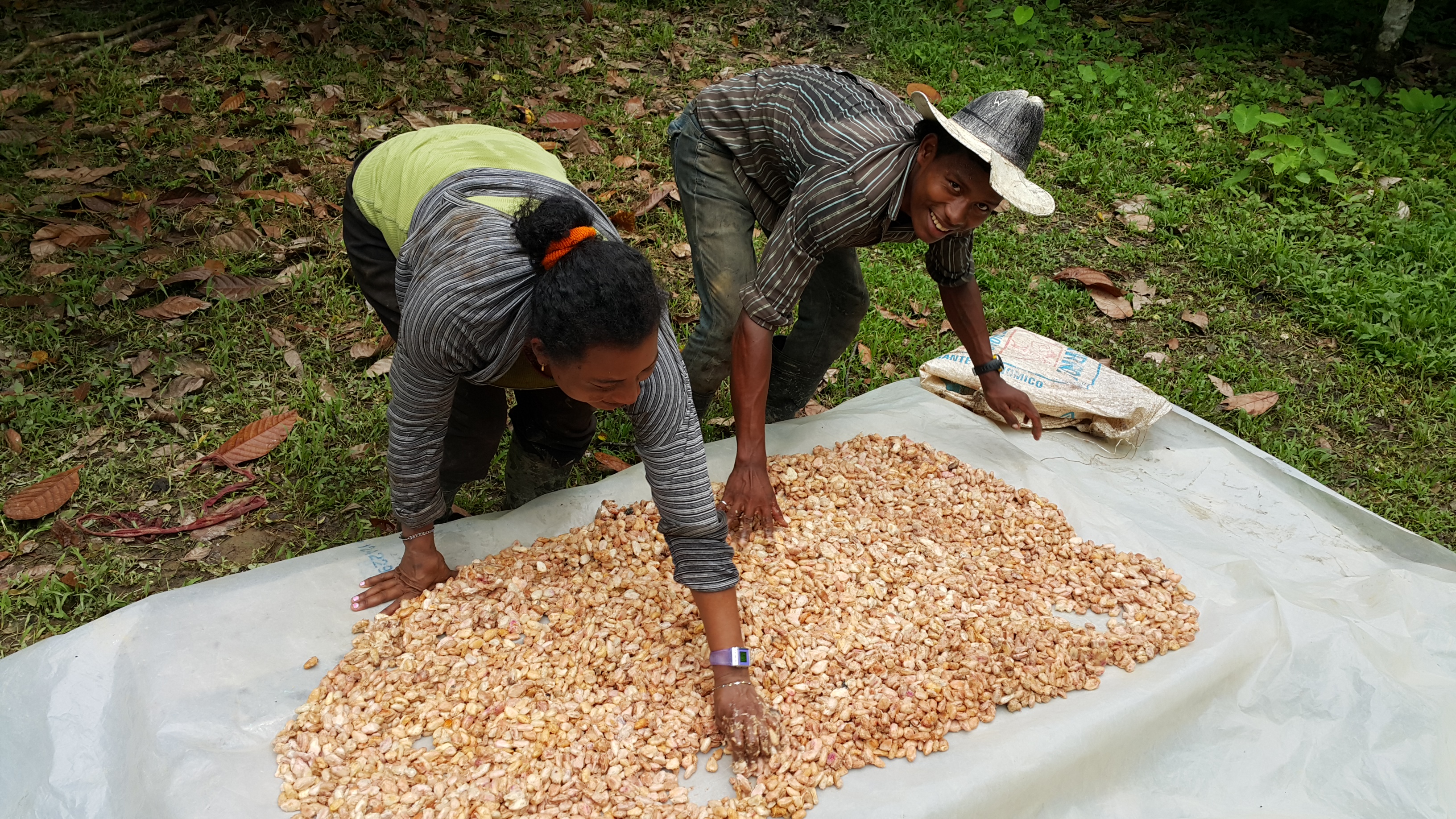 cocoa drying