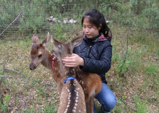 Red Deers in Khantaishir Mountain
