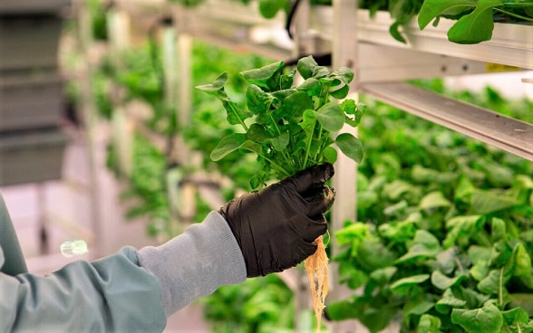 Hydroponics enables farmers to grow food without soil, using water with mineral nutrient solutions.