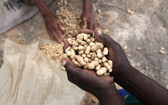 Food security: improved seed for a better livelihood 