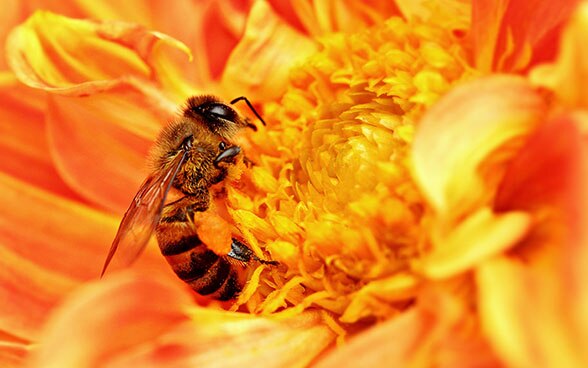 An African bee extracts nectar from a flower as pollen grains stick to its body