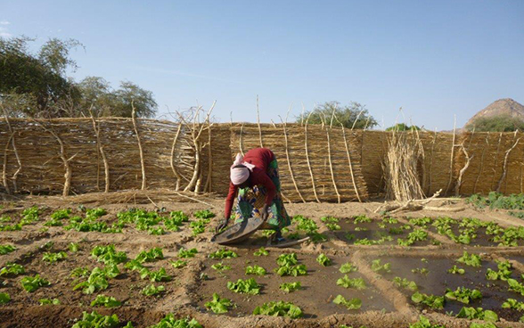 Una donna concima la lattuga nel suo orto a Biltine, nel Sahel ciadiano.