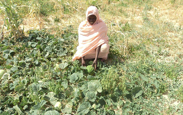 Une femme récolte ses légumes à Biltine, dans le Sahel tchadien.