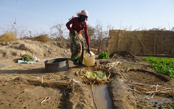 A woman watering her vegetable plot in Biltine in Chad’s Sahel region.