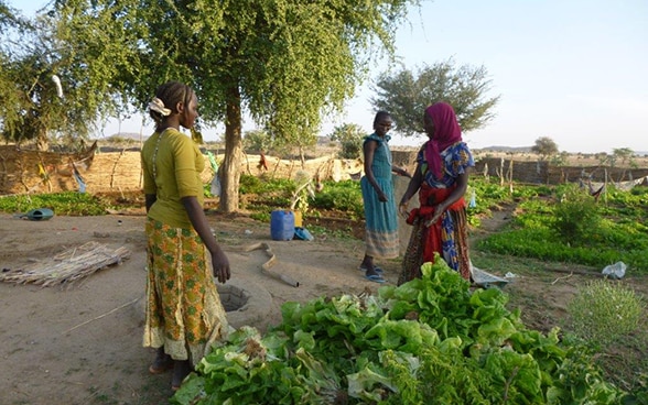Les femmes récoltent les laitues à Biltine, dans le Sahel tchadien.