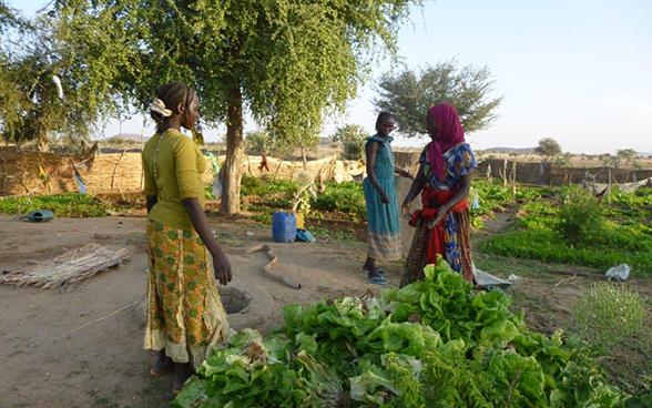 Donne raccolgono lattuga a Biltine, nel Sahel ciadiano.