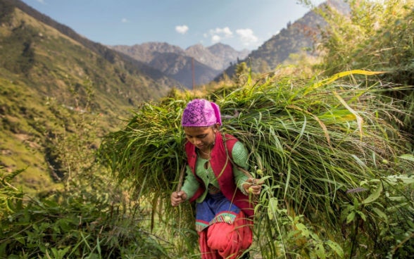 A young women carries a bale of fresh grass on her back.