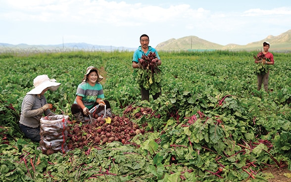 Le donne e gli uomini asiatici raccolgono le verdure insieme in un campo.