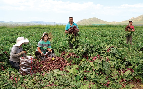 Asian women and men harvest vegetables together in a field. 