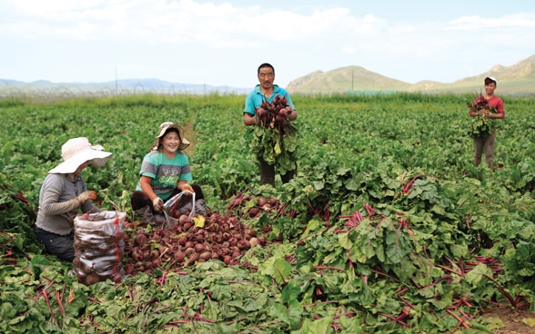 A family harvesting vegetables in a field.