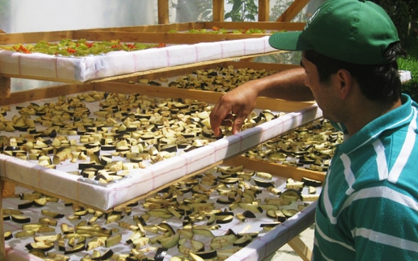 Un homme inspecte des morceaux de légumes disposés sur les rayons d’un séchoir solaire.