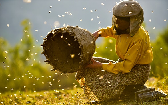 A beekeeper holds a beehive in her hand from which wild bees fly out.