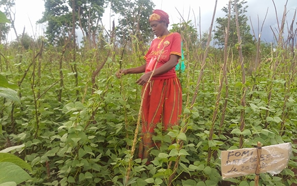 A female smallholder farmer in Burundi stands between her rows of beanstalks.