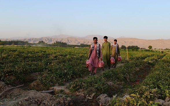 Drei Männer tragen ihre Ernte durch ein Feld in Afghanistan.