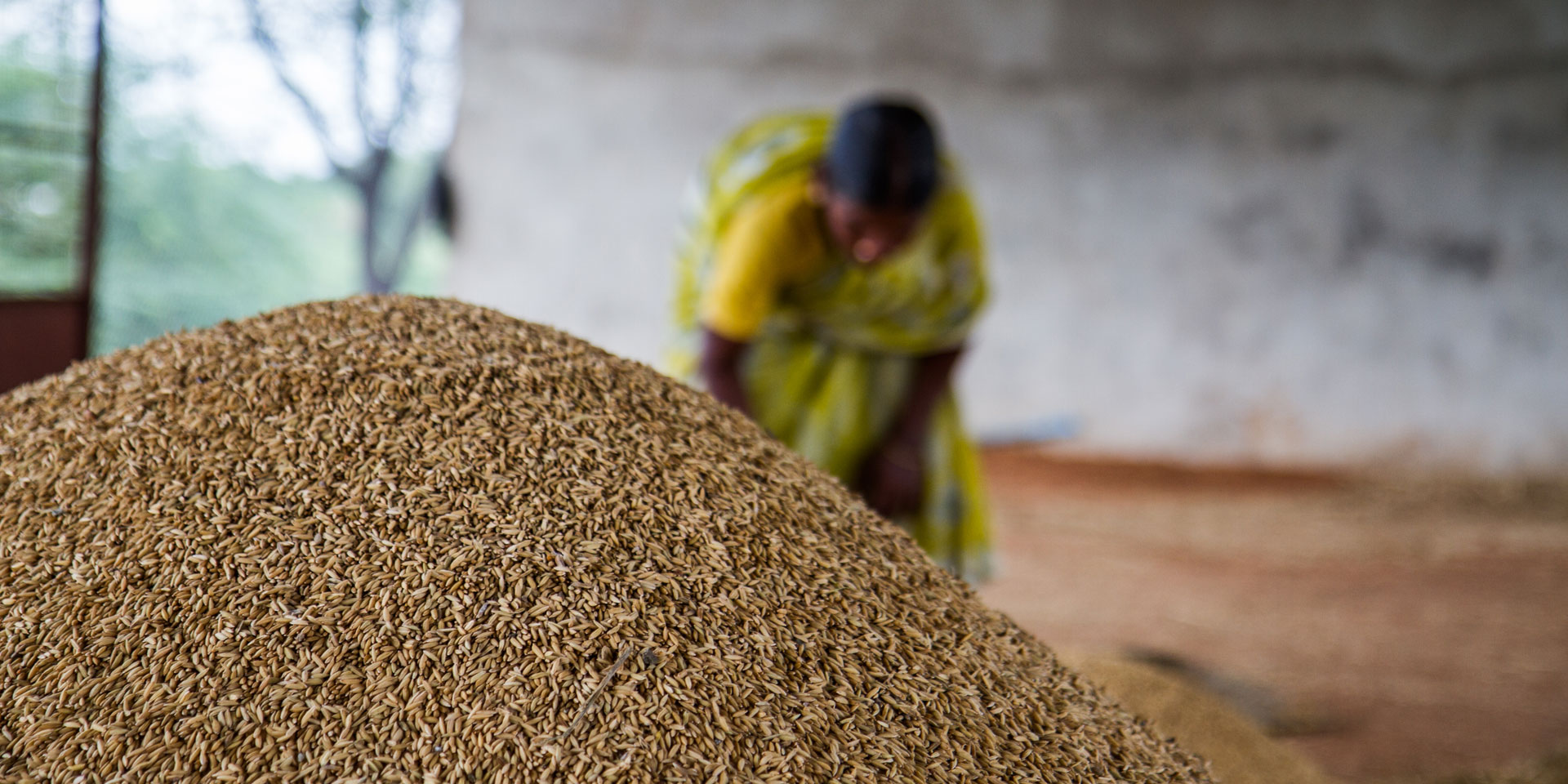 Foto de una mujer al fondo con un vestido amarillo. En primer plano de la foto, un cultivo de arroz.