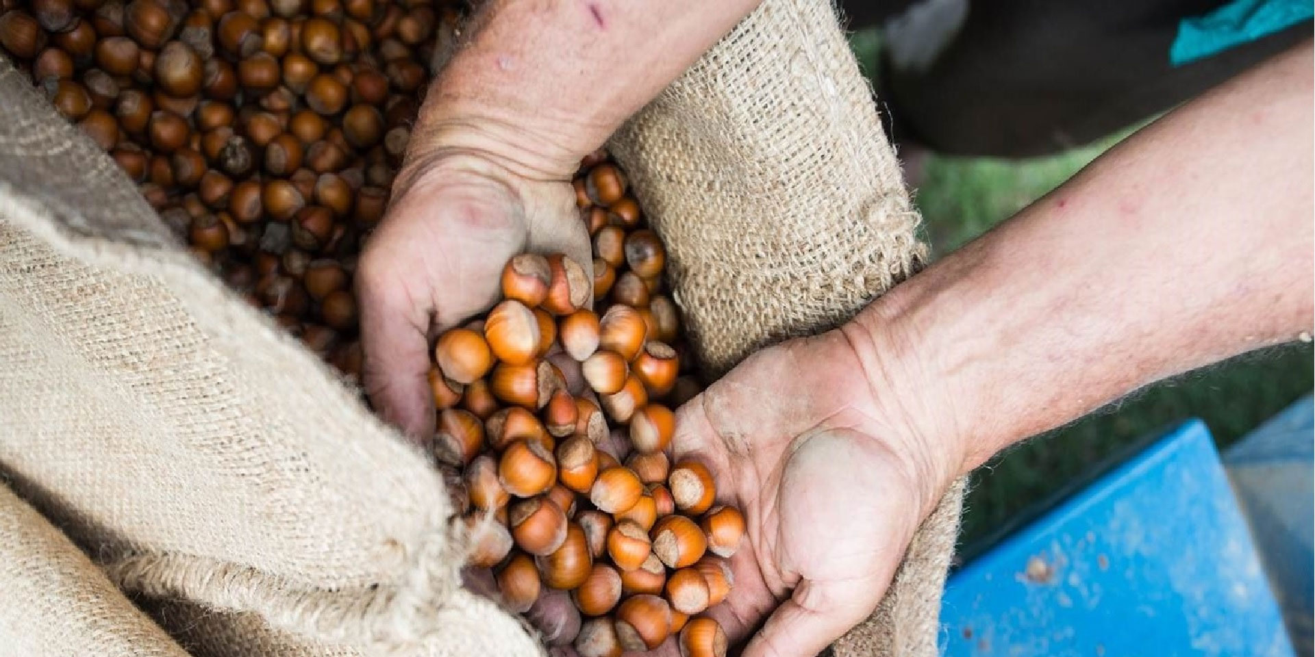 Una persona affonda le mani in un sacco pieno di nocciole.