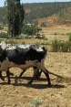 African farmer ploughing a field with an ox.