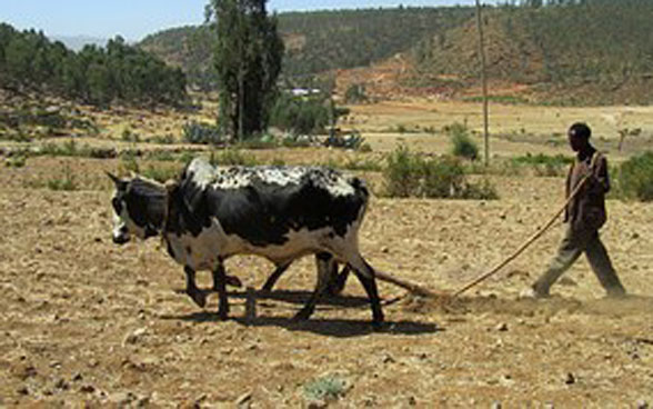 Un fermier africain laboure un champ avec ses bœufs.