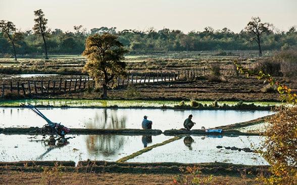 Des cultivateurs de riz assis dans une rizière. 