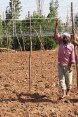 Bauern werden in der vertikalen Pflanzung von Tomaten geschult – eine Technik, welche die Produktion verdoppeln wird. ©DDC
