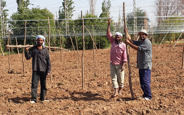 Bauern werden in der vertikalen Pflanzung von Tomaten geschult – eine Technik, welche die Produktion verdoppeln wird. ©DDC