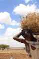 Somali man carrying a bale of hay on his shoulders.