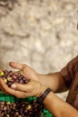 A farmer holds freshly harvested olives in his hands. He seems to be explaining how they have been cultivated.