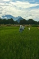 Work in the rice fields in India.