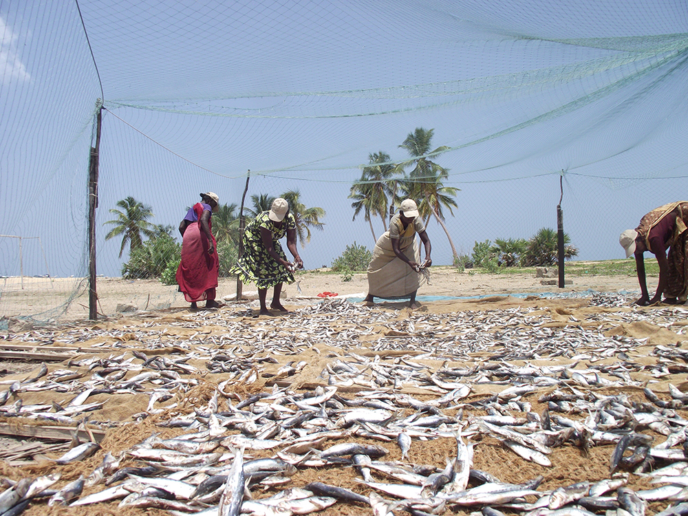 Abitanti del villaggio dispongono i pesci su una spiaggia per farli essiccare.