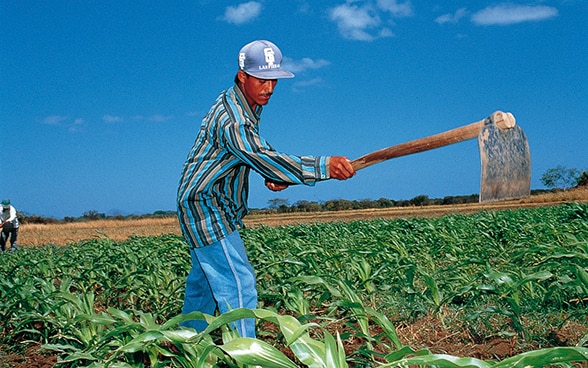 Farmer working in a maize field in Nicaragua