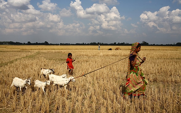Una mujer y una niña atraviesan un campo llevando unas cabras, en Bangladesh.