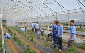 Trainees at work in a greenhouse for vegetable production