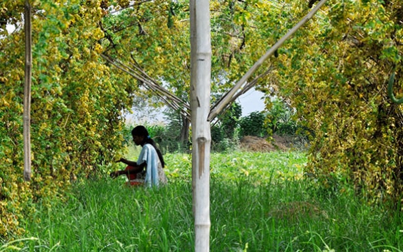 A kneeling woman picking fruit.