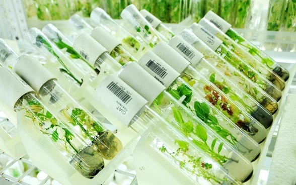 Tubos de cristal que contienen pequeñas plantas verdes. Muestras de plantas de un banco de genes en Colombia.