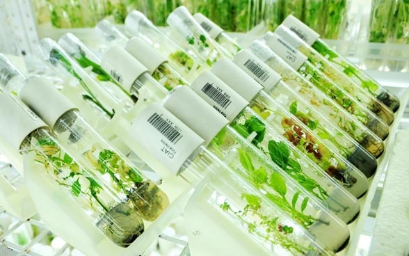 Glasstubes filled with small, green plants. Genebank plant sample, Colombia, Photo by N.Palmer CIAT.