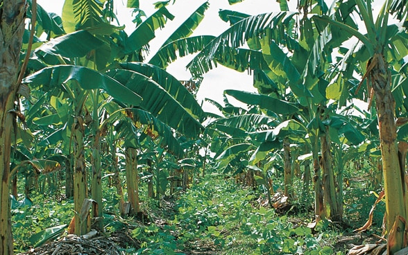 Un paesaggio naturale con piante di banano.