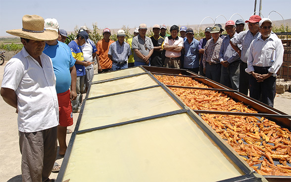 Peruanische Bauern  sind um einen Solartrockner versammelt, auf dem Chilischoten liegen.