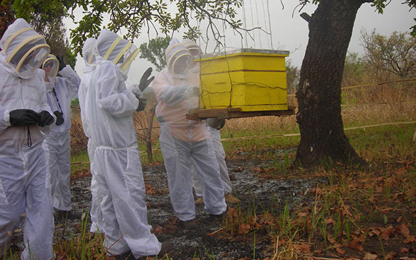 Beekeepers standing around a beehive that is hanging from a tree. 