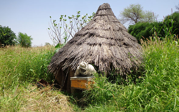A beekeeper in Darfur in Sudan, coming out of an apiary.
