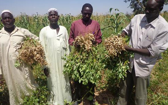 Au Soudan, des cultivateurs de cacahuètes présentent leurs récoltes. 