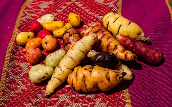 Various varieties of potato on a colourful cloth.
